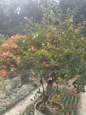 Bougainvillea, Nayantara, Rangon, Zinnia, Delta, Marigold, Rose - All types