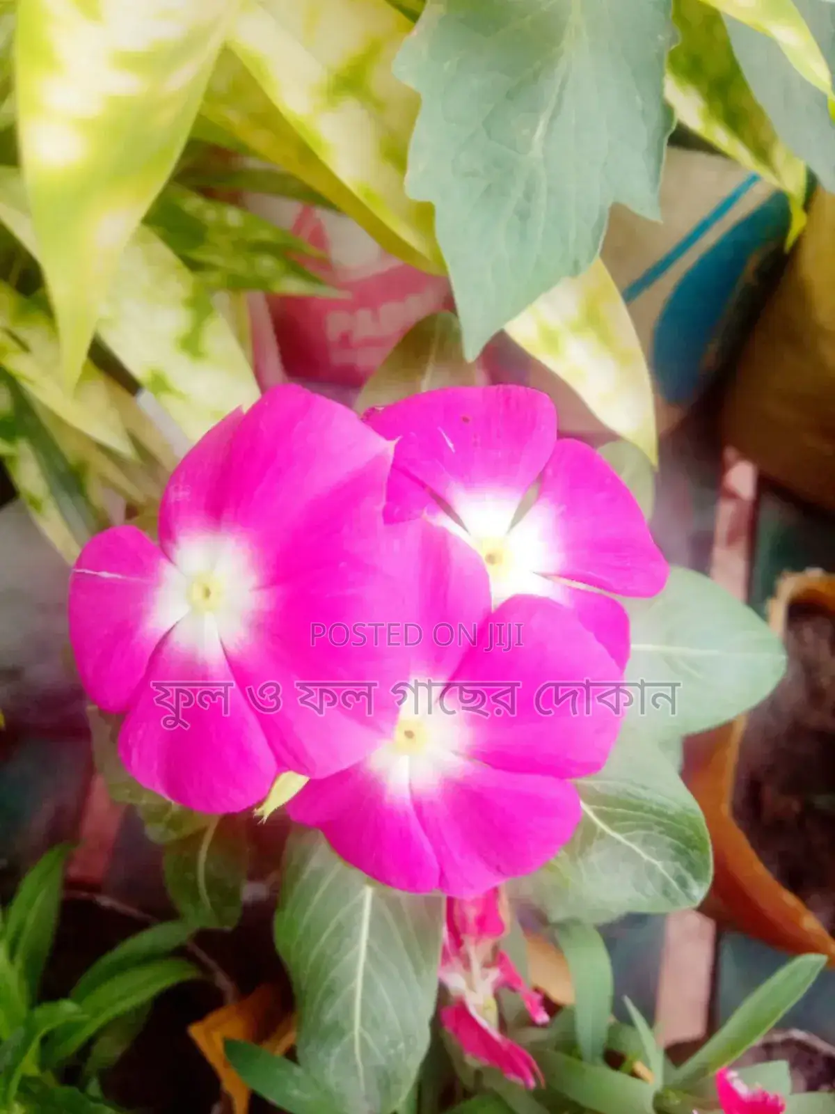 Bougainvillea, Nayantara, Rangon, Zinnia, Delta, Marigold, Rose - All types
