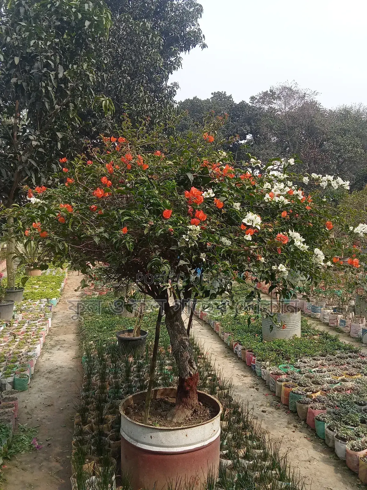 Bougainvillea, Nayantara, Rangon, Zinnia, Delta, Marigold, Rose - All types
