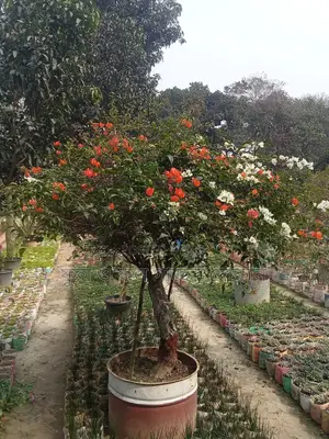 Bougainvillea, Nayantara, Rangon, Zinnia, Delta, Marigold, Rose - All types
