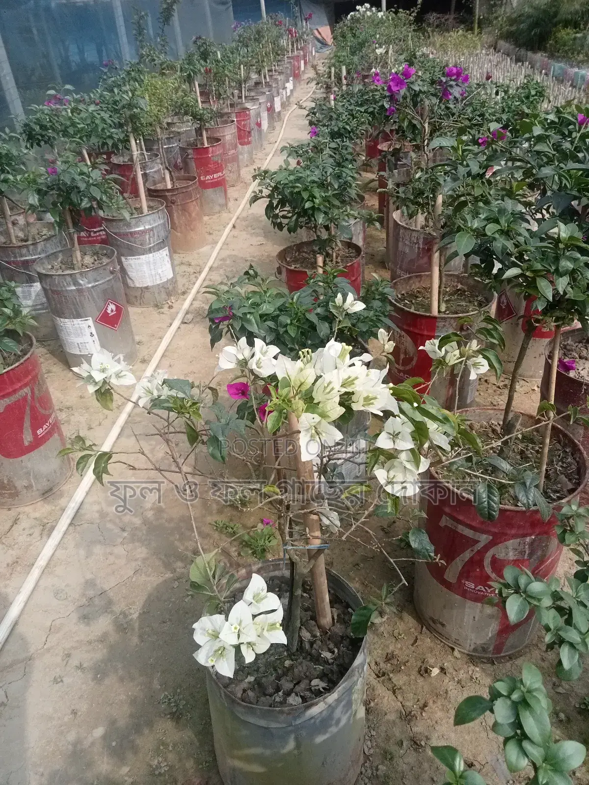 Bougainvillea, Nayantara, Rangon, Zinnia, Delta, Marigold, Rose - All types