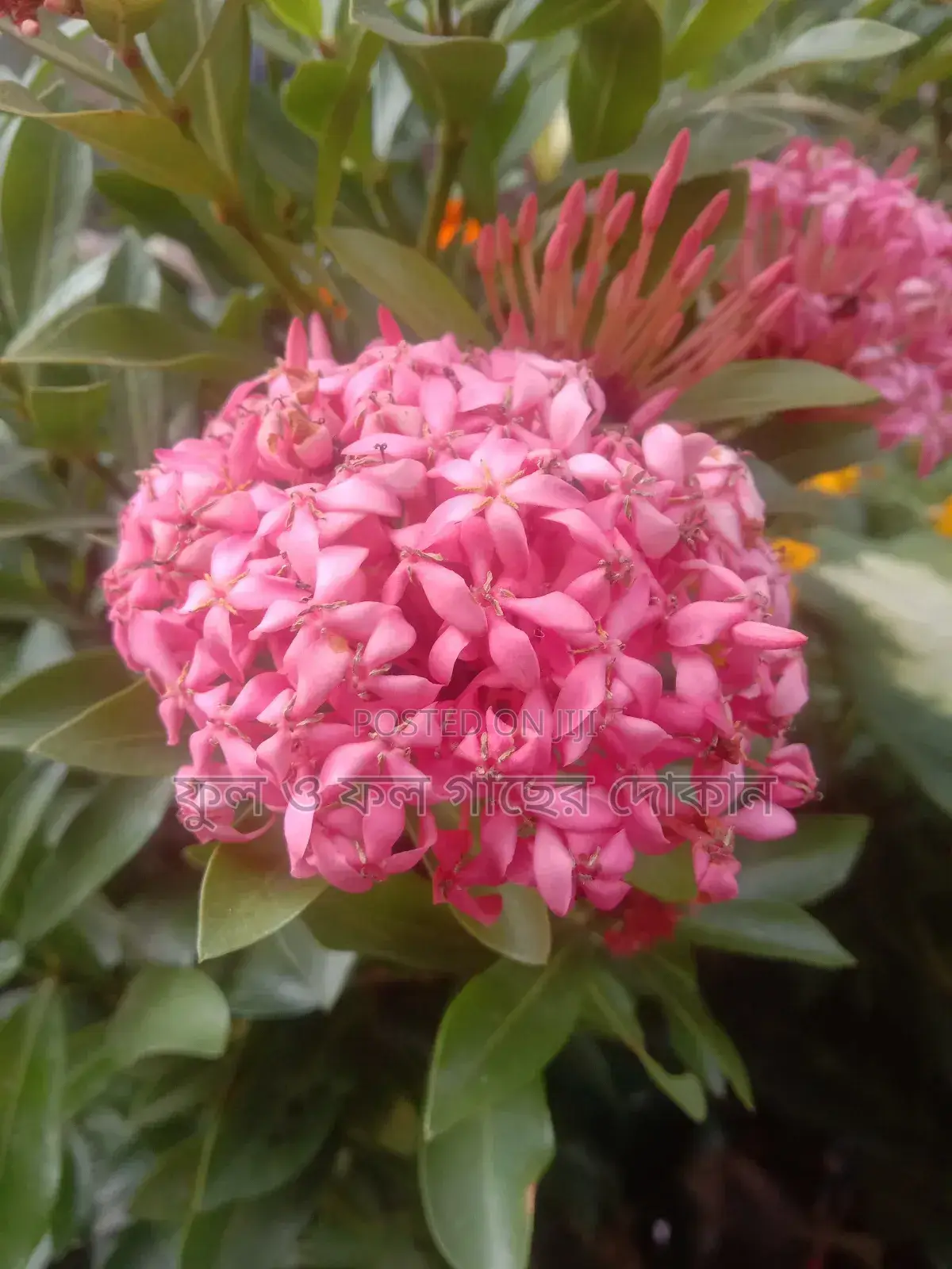 Bougainvillea, Nayantara, Rangon, Zinnia, Delta, Marigold, Rose - All types