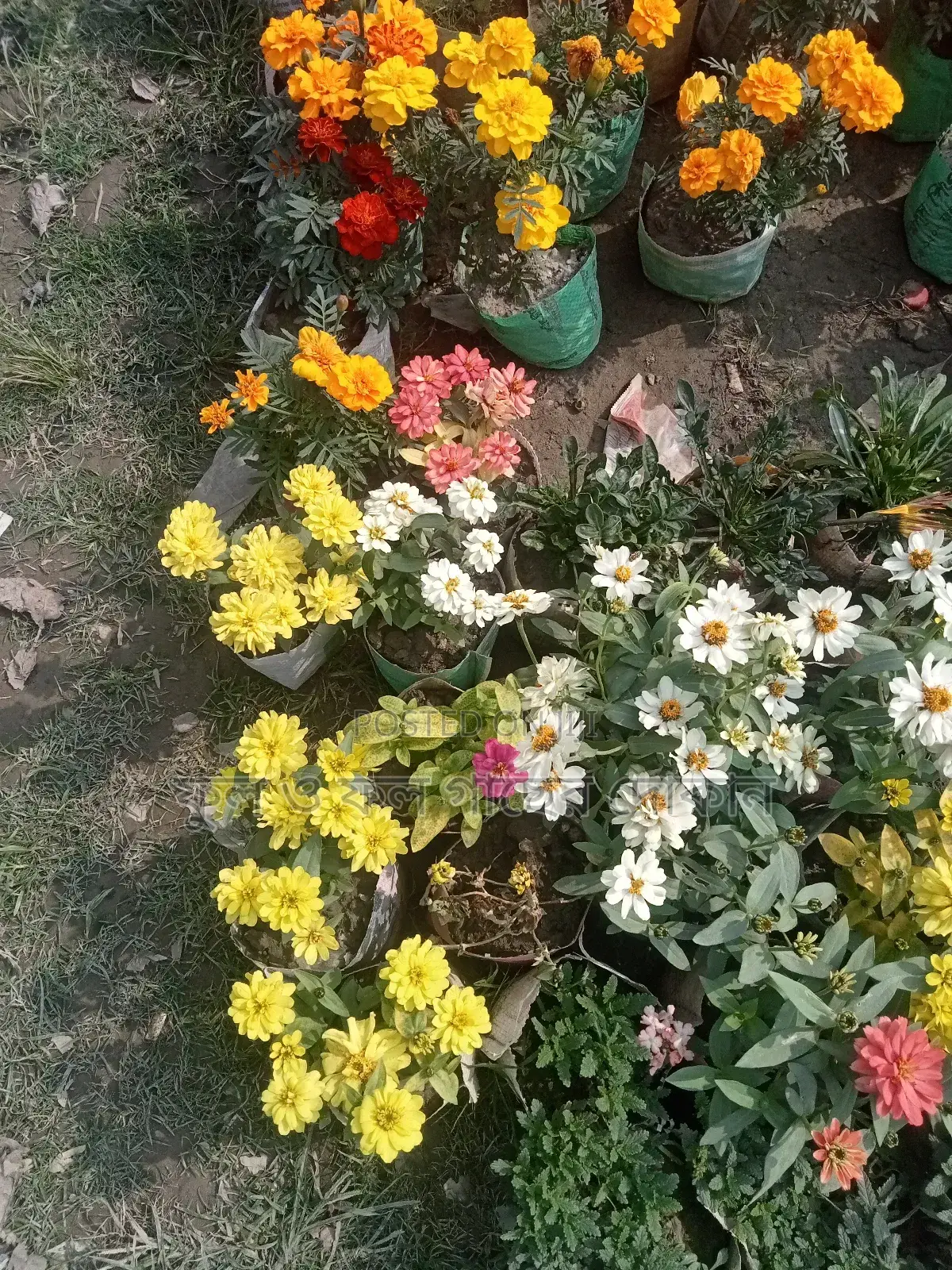 Bougainvillea, Nayantara, Rangon, Zinnia, Delta, Marigold, Rose - All types
