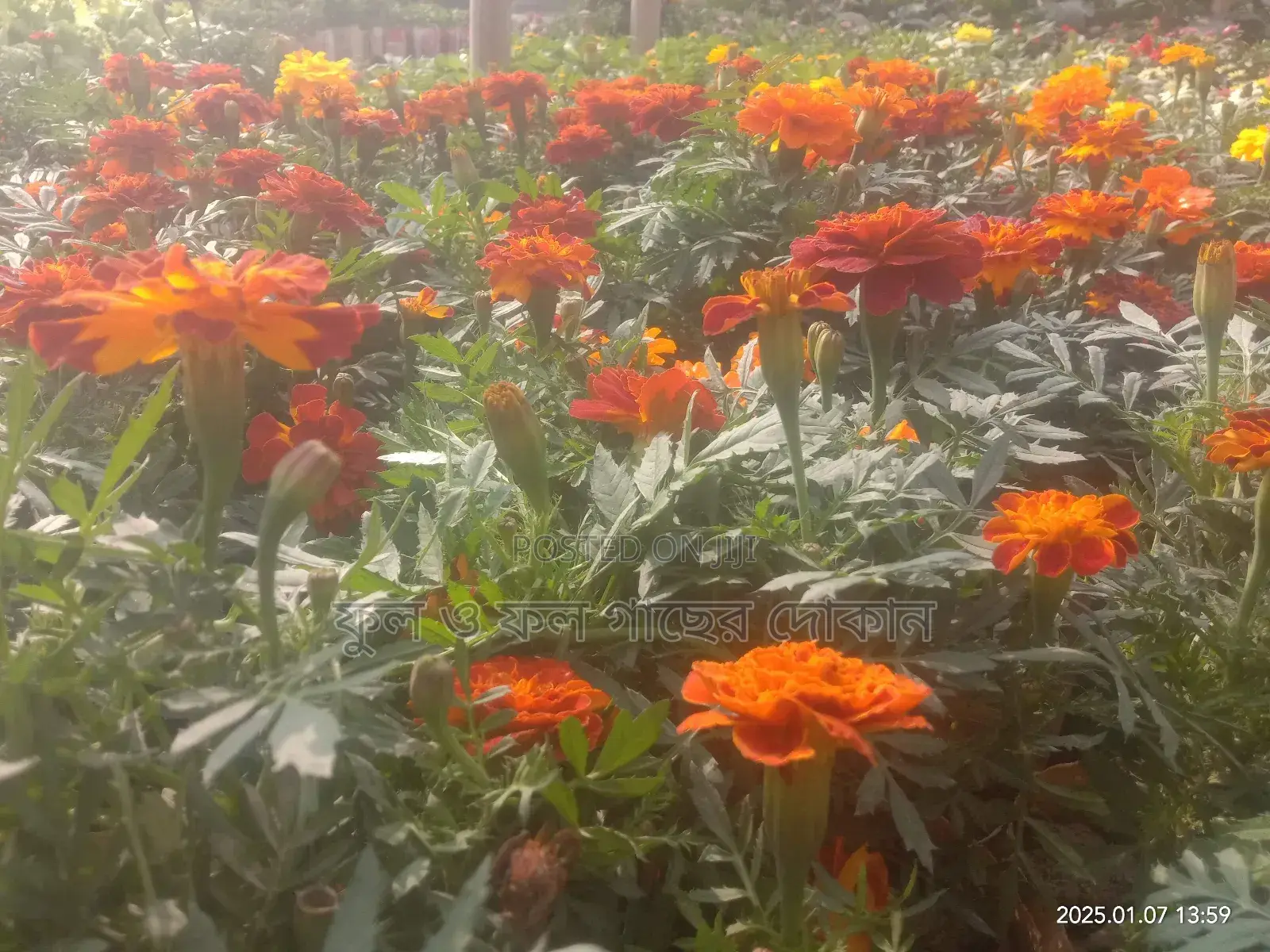 Bougainvillea, Nayantara, Rangon, Zinnia, Delta, Marigold, Rose - All types