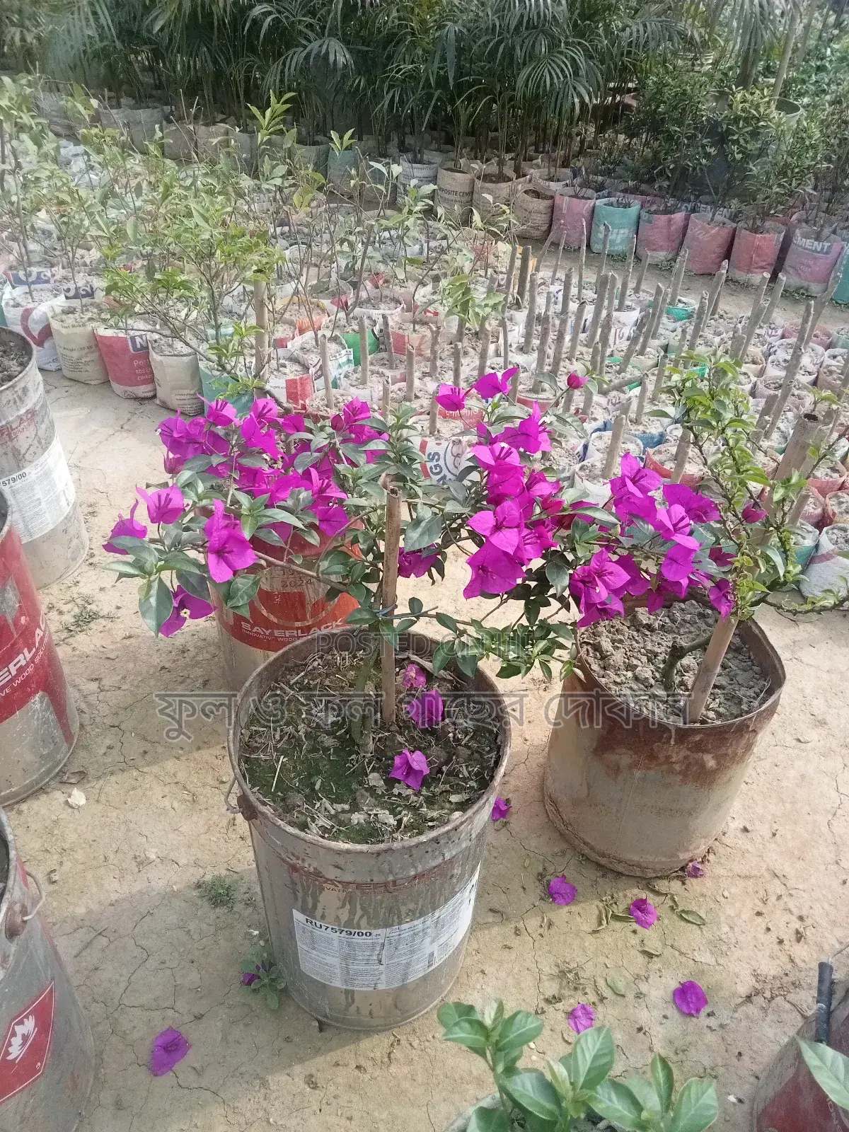 Bougainvillea, Nayantara, Rangon, Zinnia, Delta, Marigold, Rose - All types