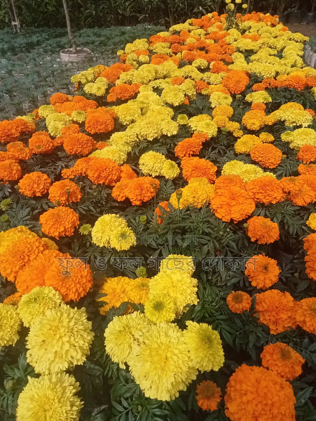 Bougainvillea, Nayantara, Rangon, Zinnia, Delta, Marigold, Rose - All types
