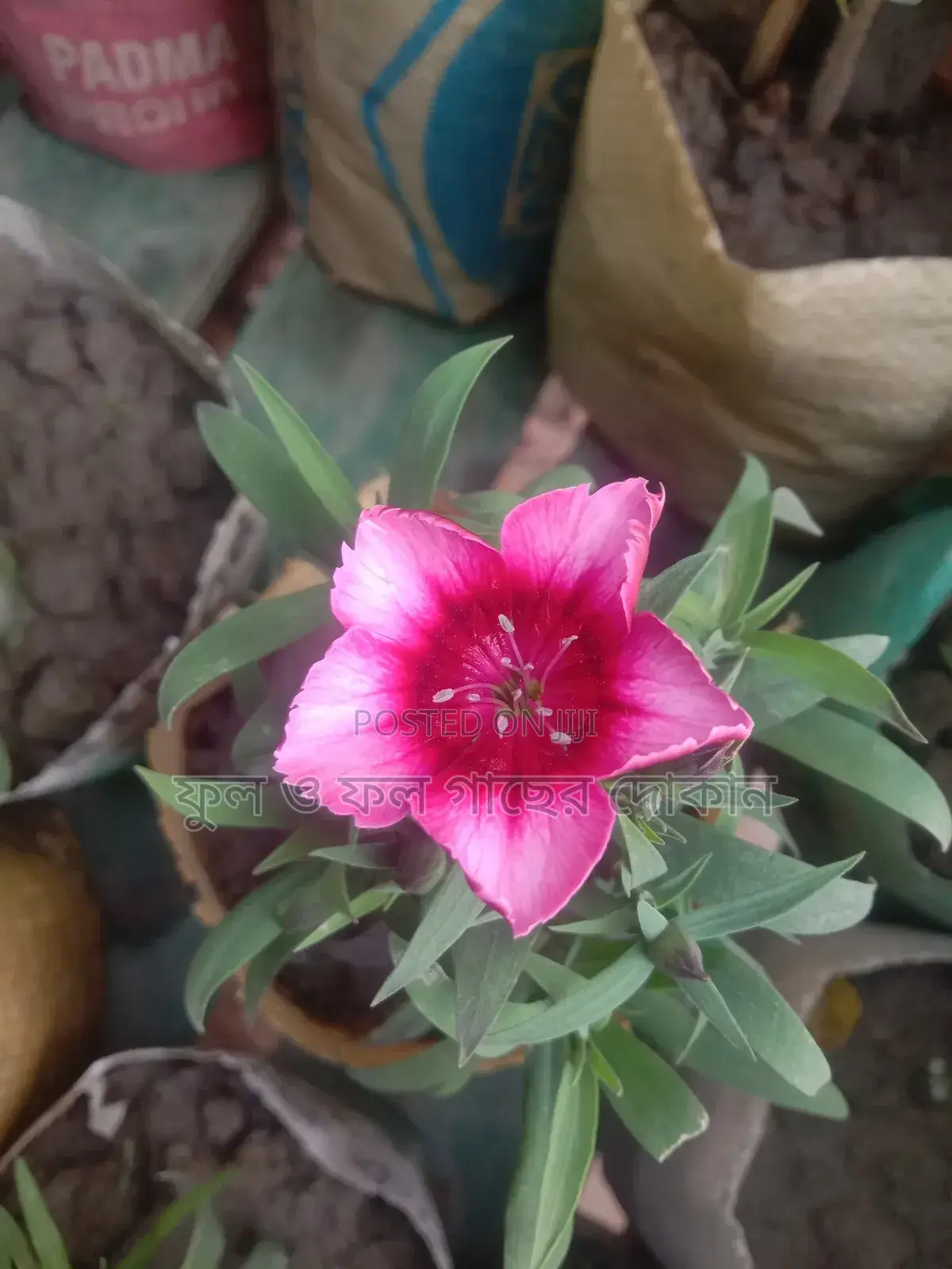 Bougainvillea, Nayantara, Rangon, Zinnia, Delta, Marigold, Rose - All types