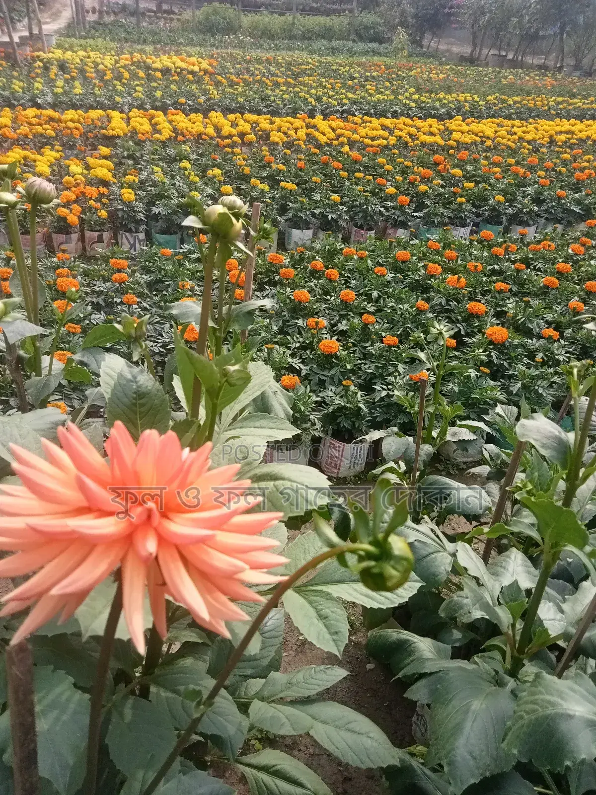 Bougainvillea, Nayantara, Rangon, Zinnia, Delta, Marigold, Rose - All types