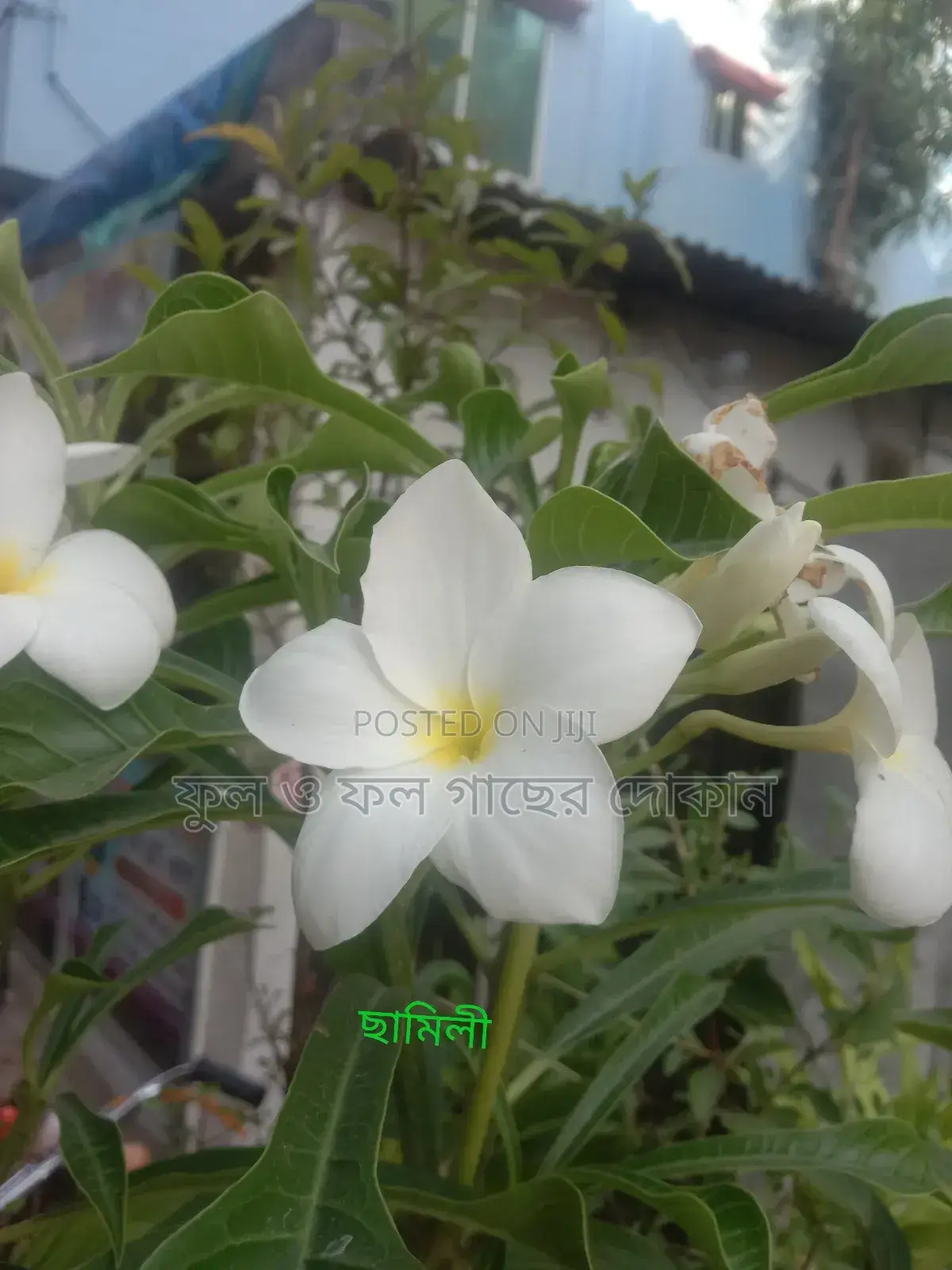 Bougainvillea, Nayantara, Rangon, Zinnia, Delta, Marigold, Rose - All types
