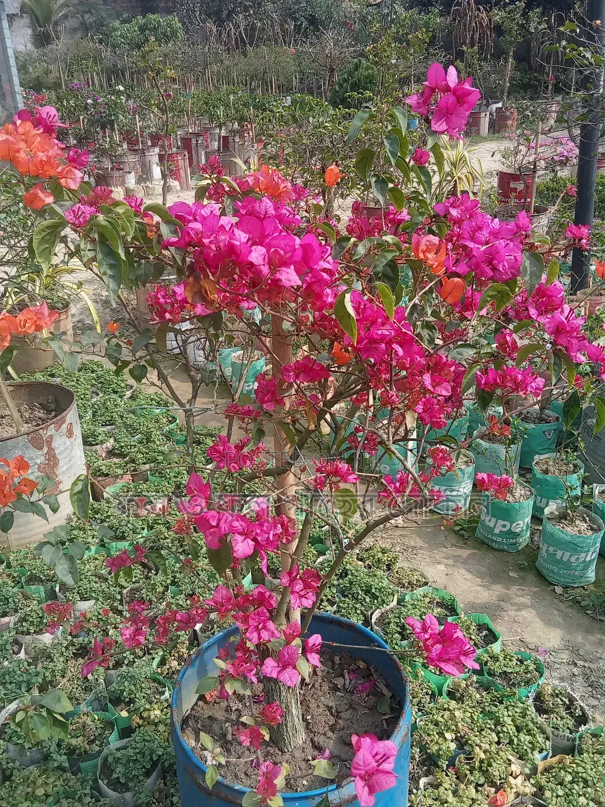 Bougainvillea, Nayantara, Rangon, Zinnia, Delta, Marigold, Rose - All types