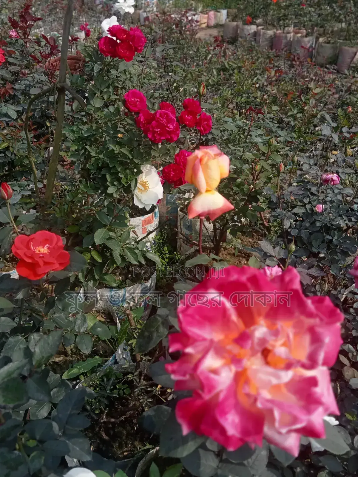 Bougainvillea, Nayantara, Rangon, Zinnia, Delta, Marigold, Rose - All types