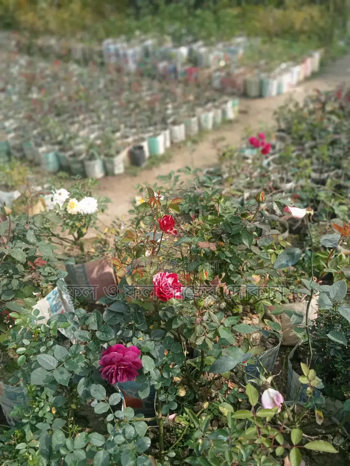 Bougainvillea, Nayantara, Rangon, Zinnia, Delta, Marigold, Rose - All types