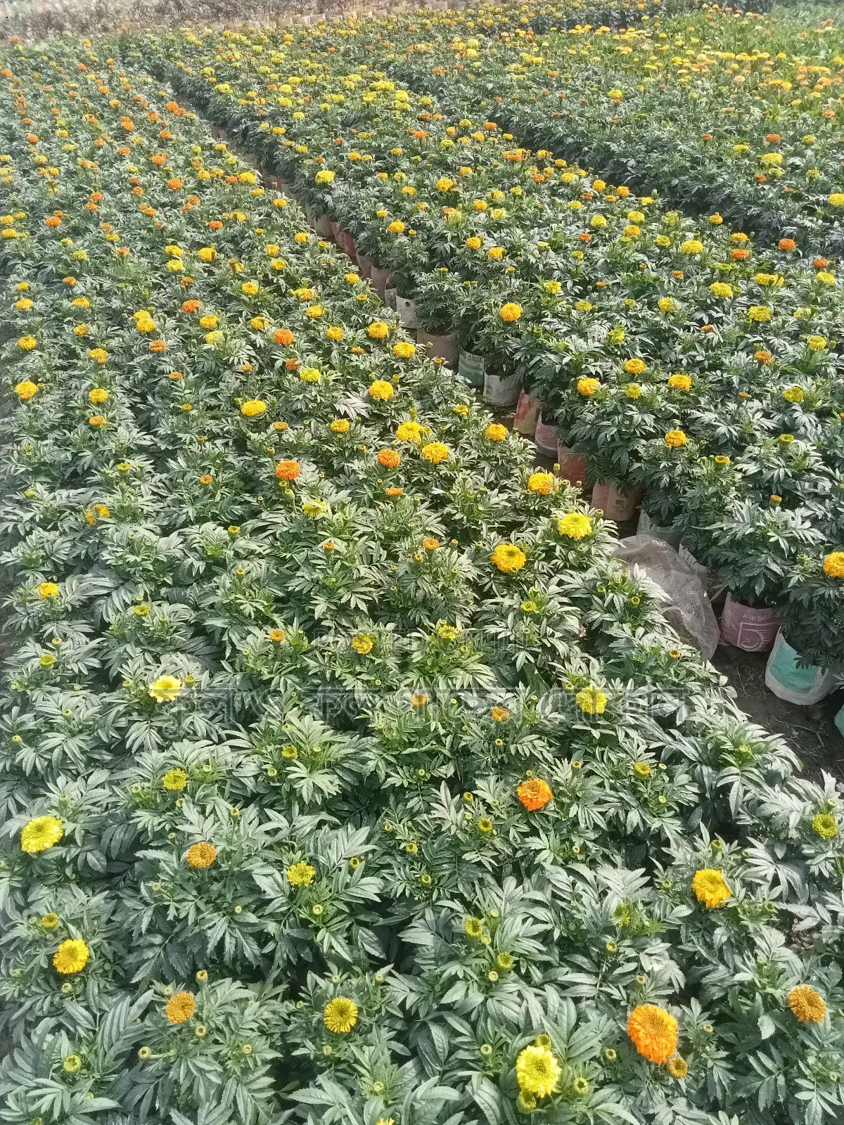 Bougainvillea, Nayantara, Rangon, Zinnia, Delta, Marigold, Rose - All types