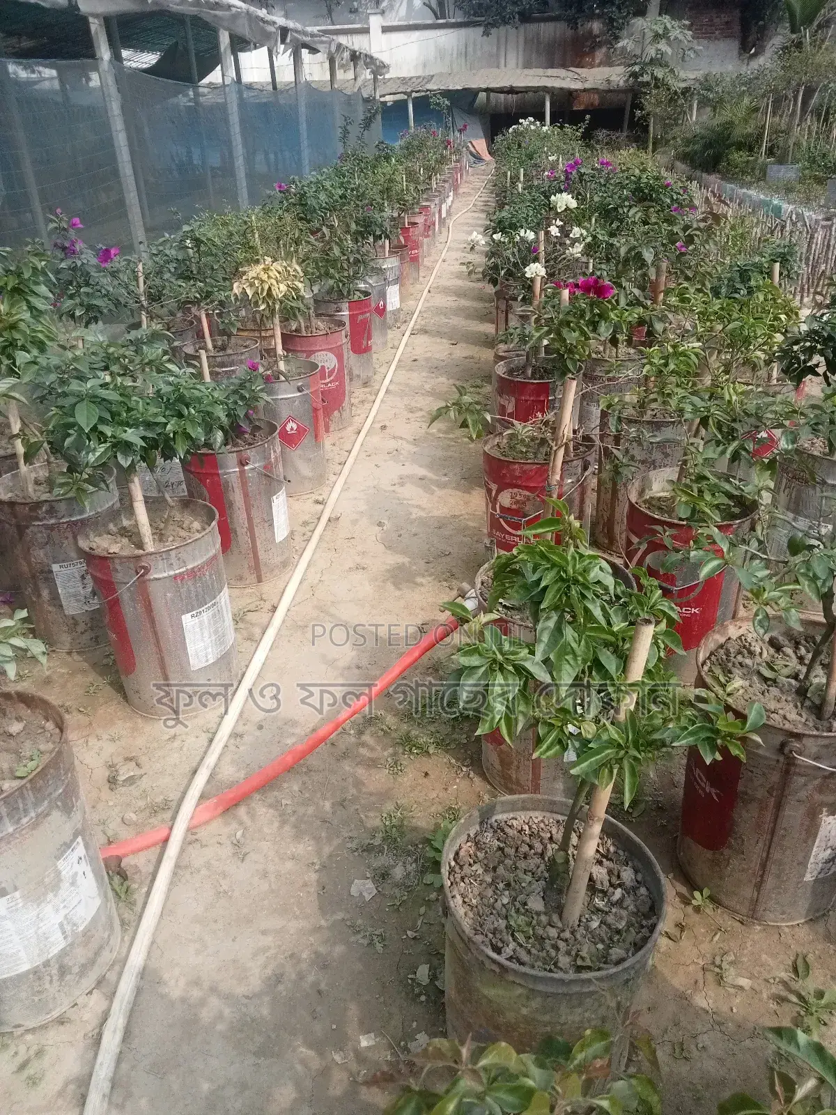 Bougainvillea, Nayantara, Rangon, Zinnia, Delta, Marigold, Rose - All types