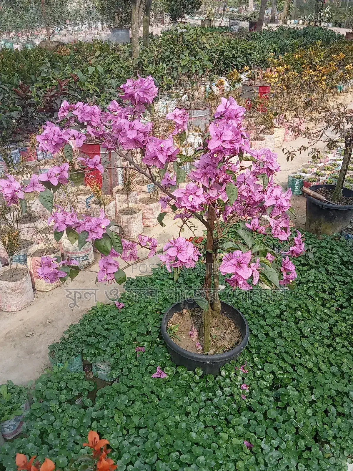 Bougainvillea, Nayantara, Rangon, Zinnia, Delta, Marigold, Rose - All types
