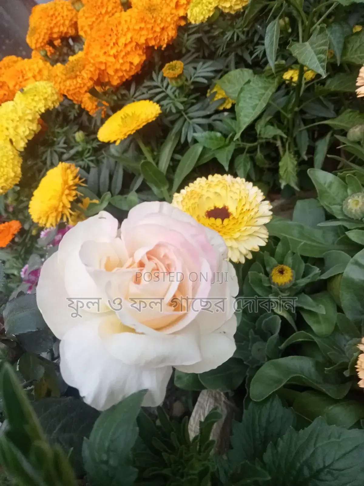 Bougainvillea, Nayantara, Rangon, Zinnia, Delta, Marigold, Rose - All types