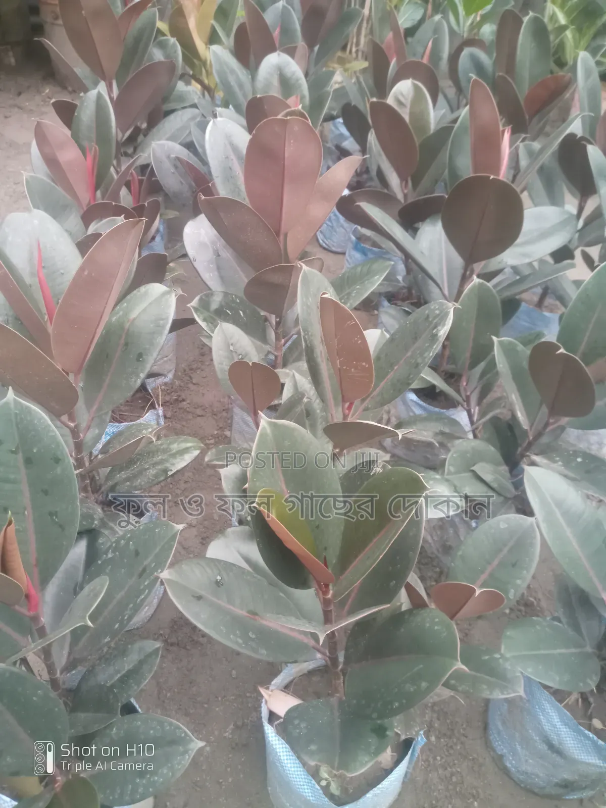 Indoor and Outdoor Plants Available with Home Delivery