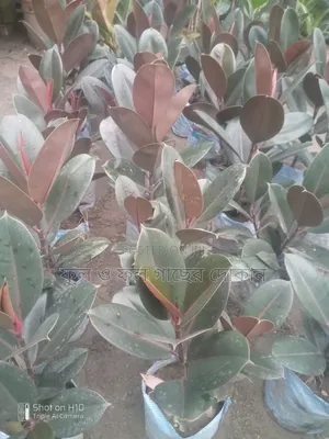 Indoor and Outdoor Plants Available with Home Delivery