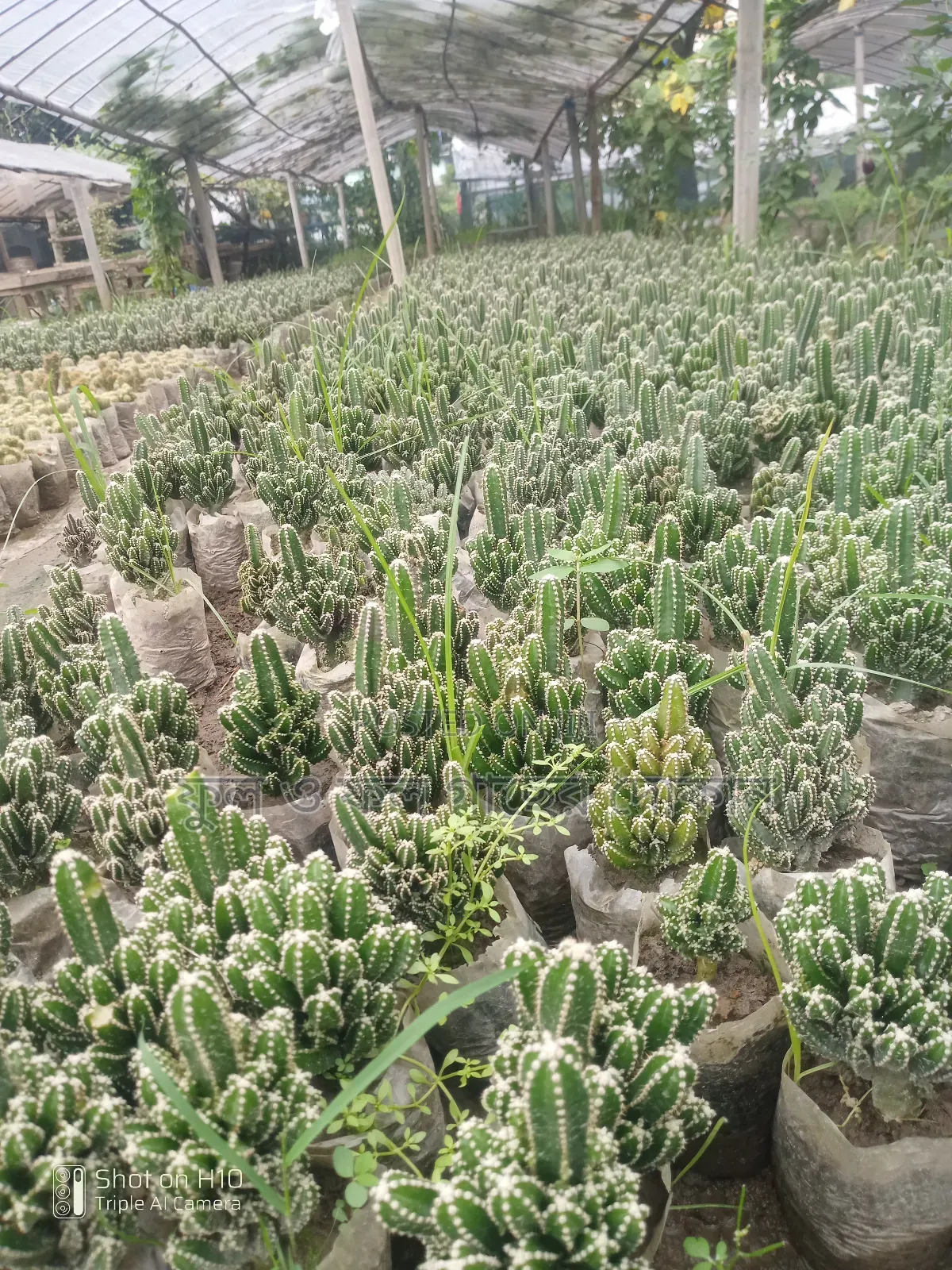 Indoor and Outdoor Plants Available with Home Delivery