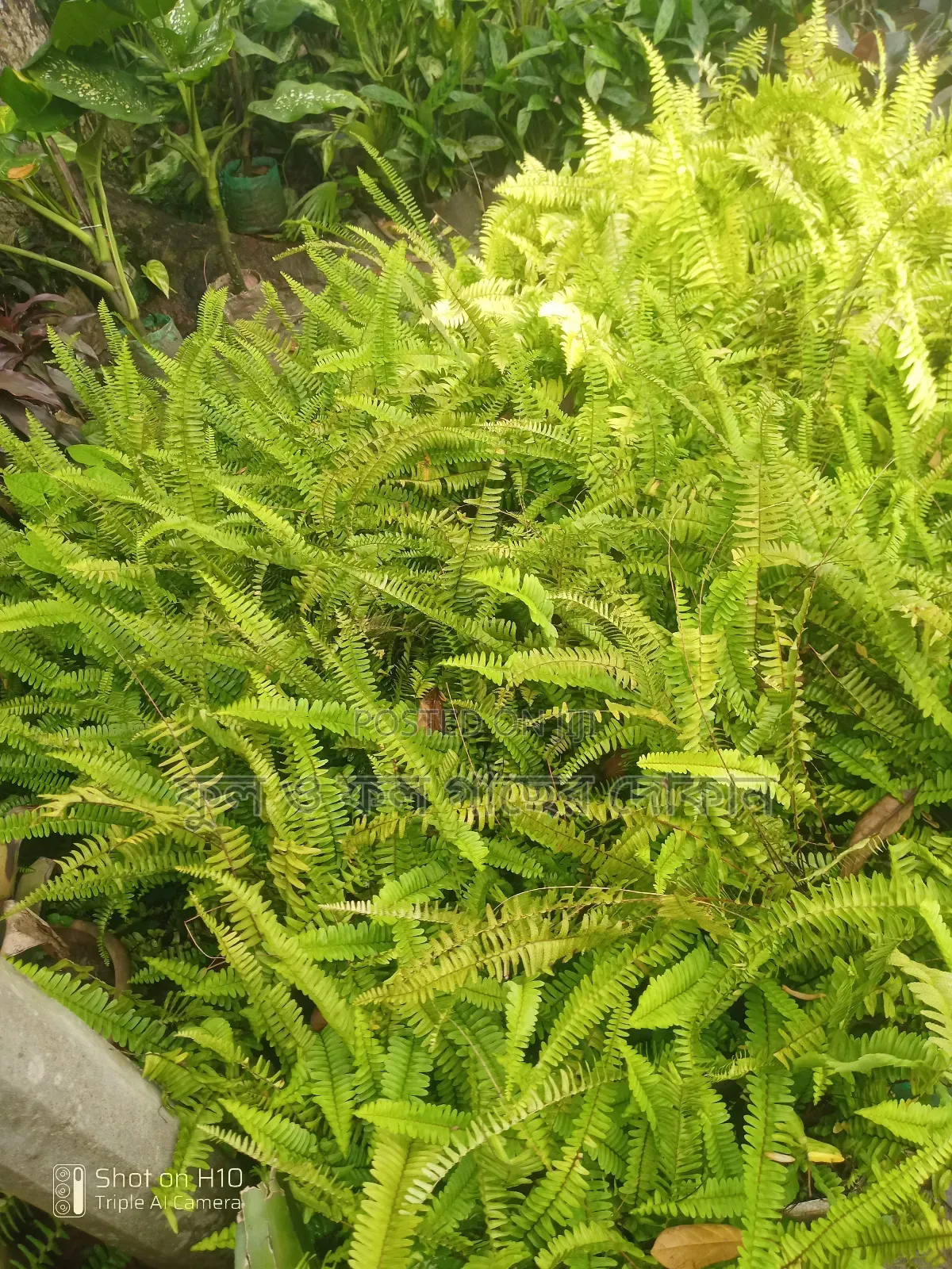 Indoor and Outdoor Plants Available with Home Delivery