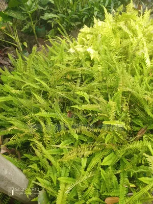 Indoor and Outdoor Plants Available with Home Delivery