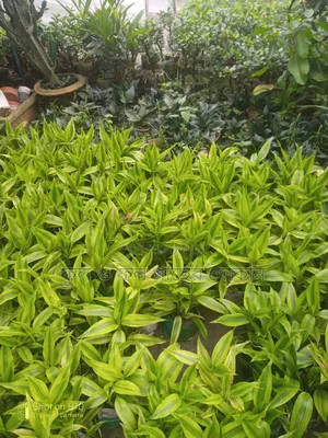 Indoor and Outdoor Plants Available with Home Delivery
