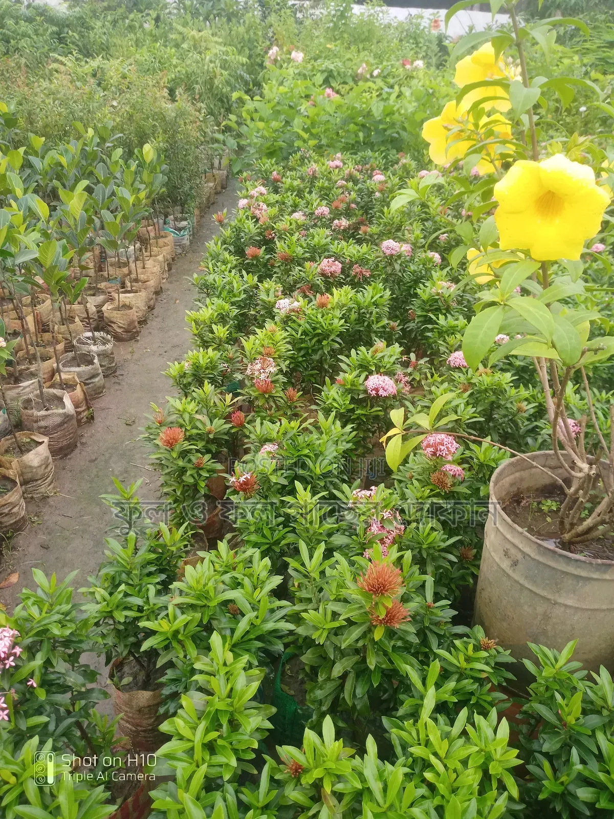 Indoor and Outdoor Plants Available with Home Delivery
