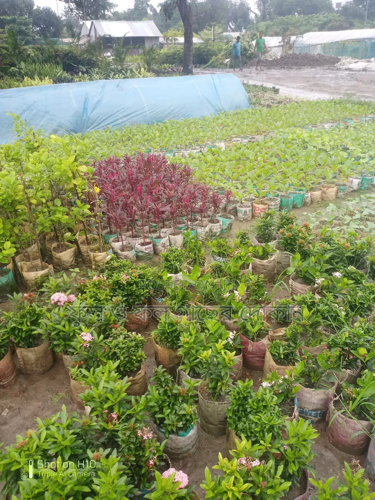 Indoor and Outdoor Plants Available with Home Delivery