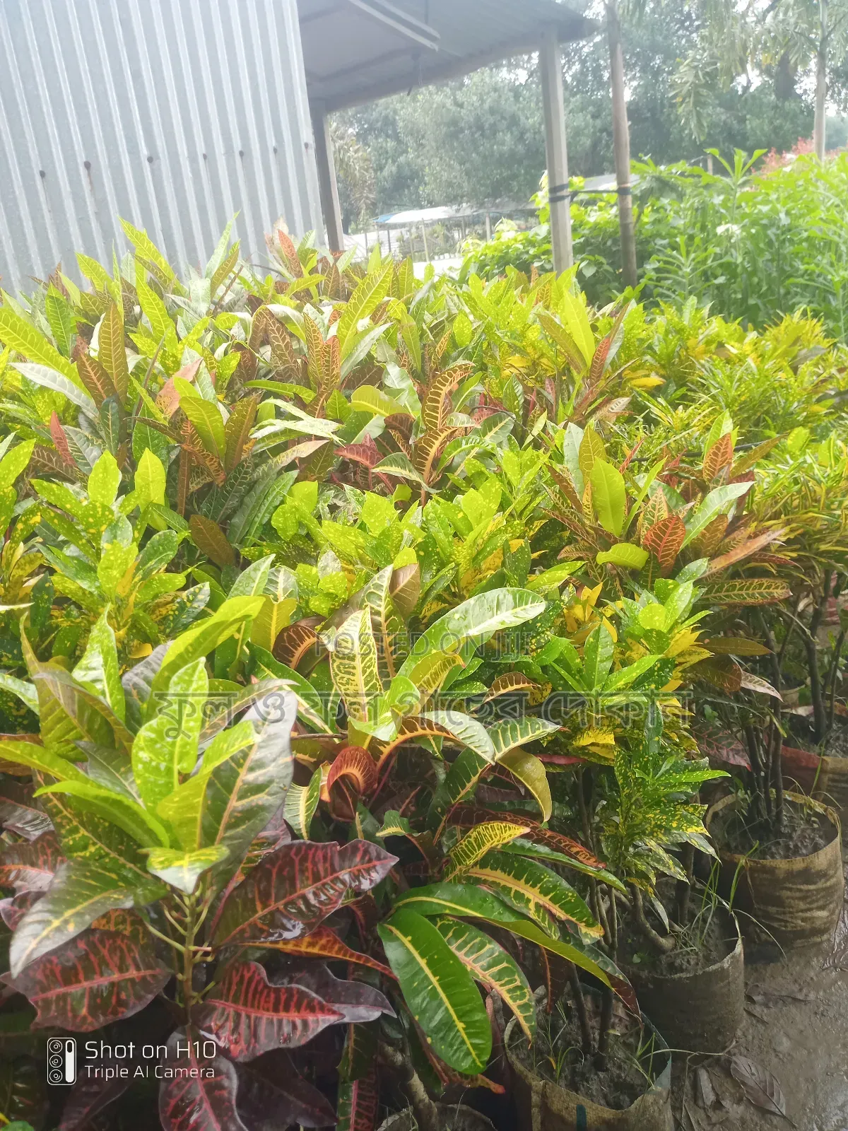 Indoor and Outdoor Plants Available with Home Delivery
