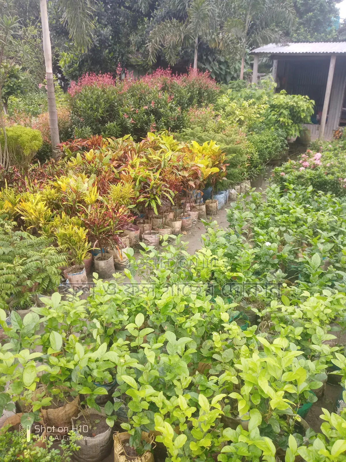 Indoor and Outdoor Plants Available with Home Delivery