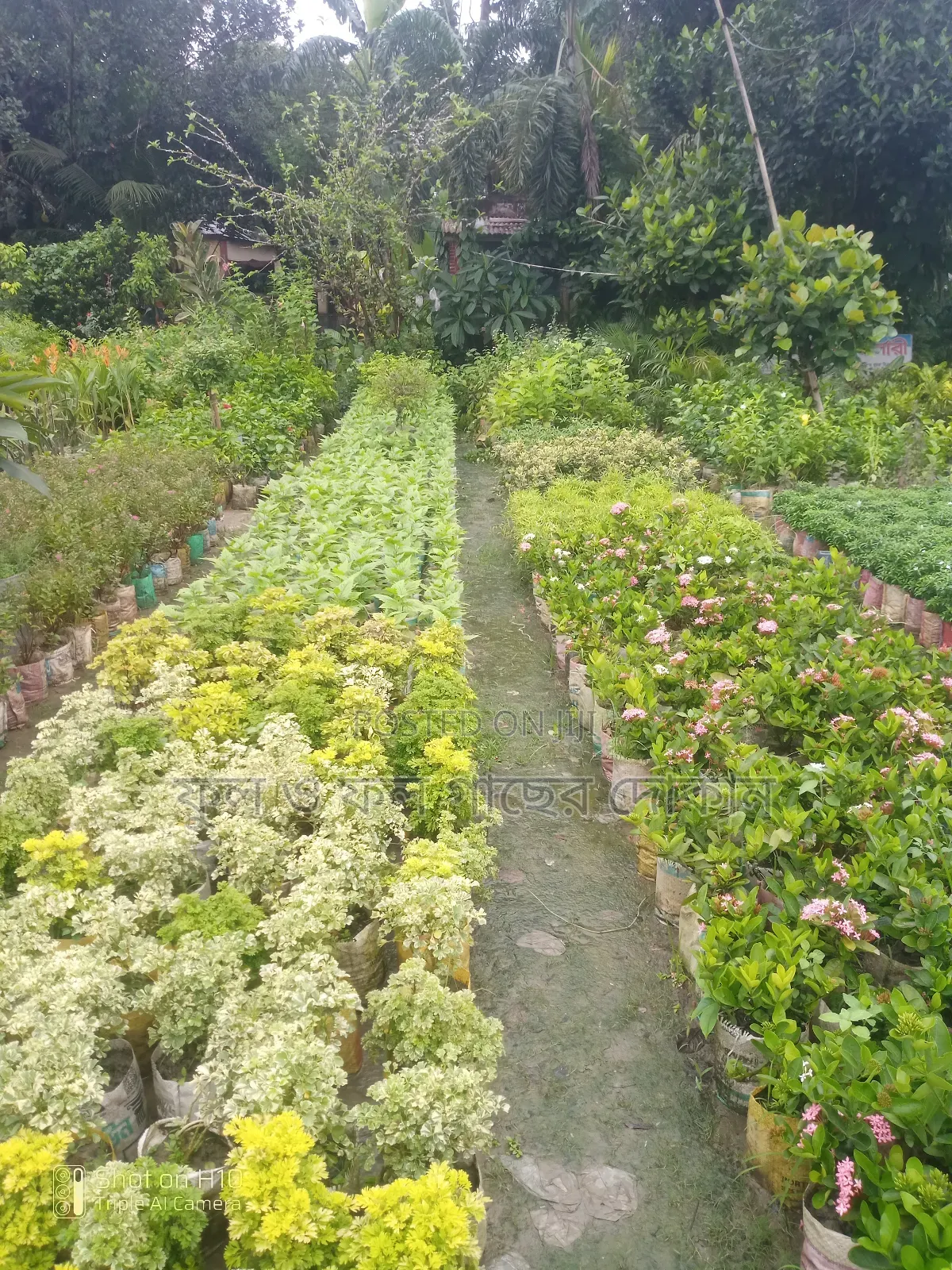 Indoor and Outdoor Plants Available with Home Delivery