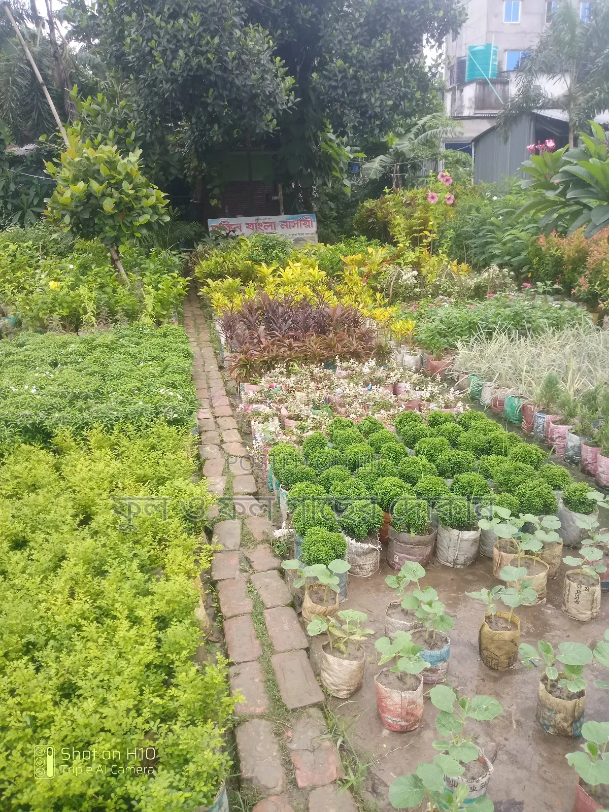 Indoor and Outdoor Plants Available with Home Delivery