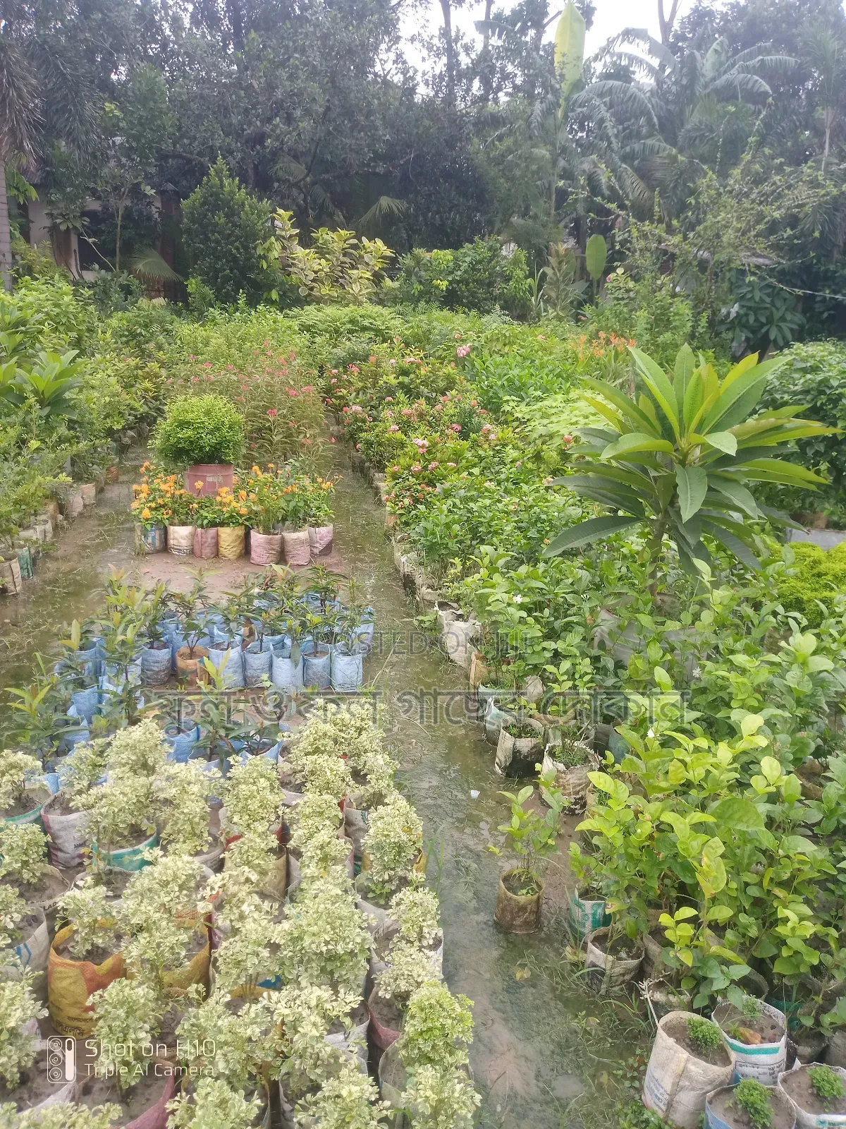 Indoor and Outdoor Plants Available with Home Delivery