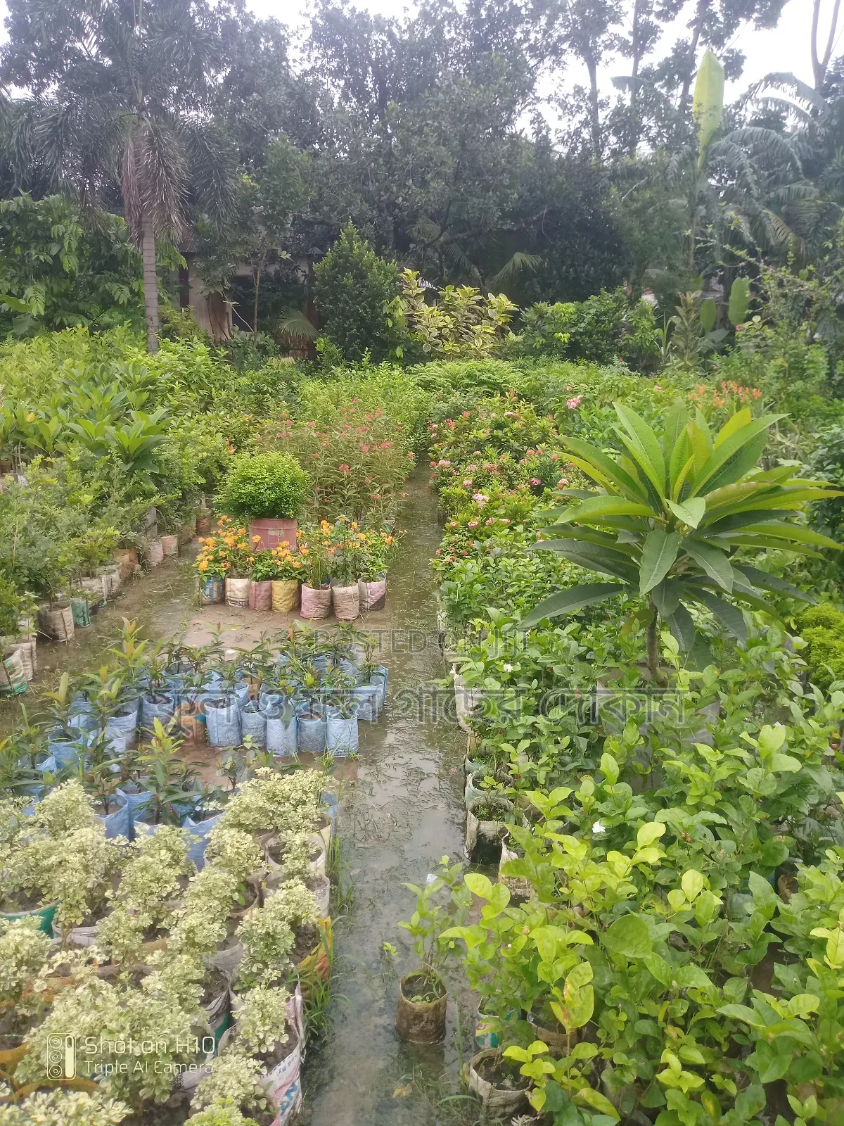 Indoor and Outdoor Plants Available with Home Delivery