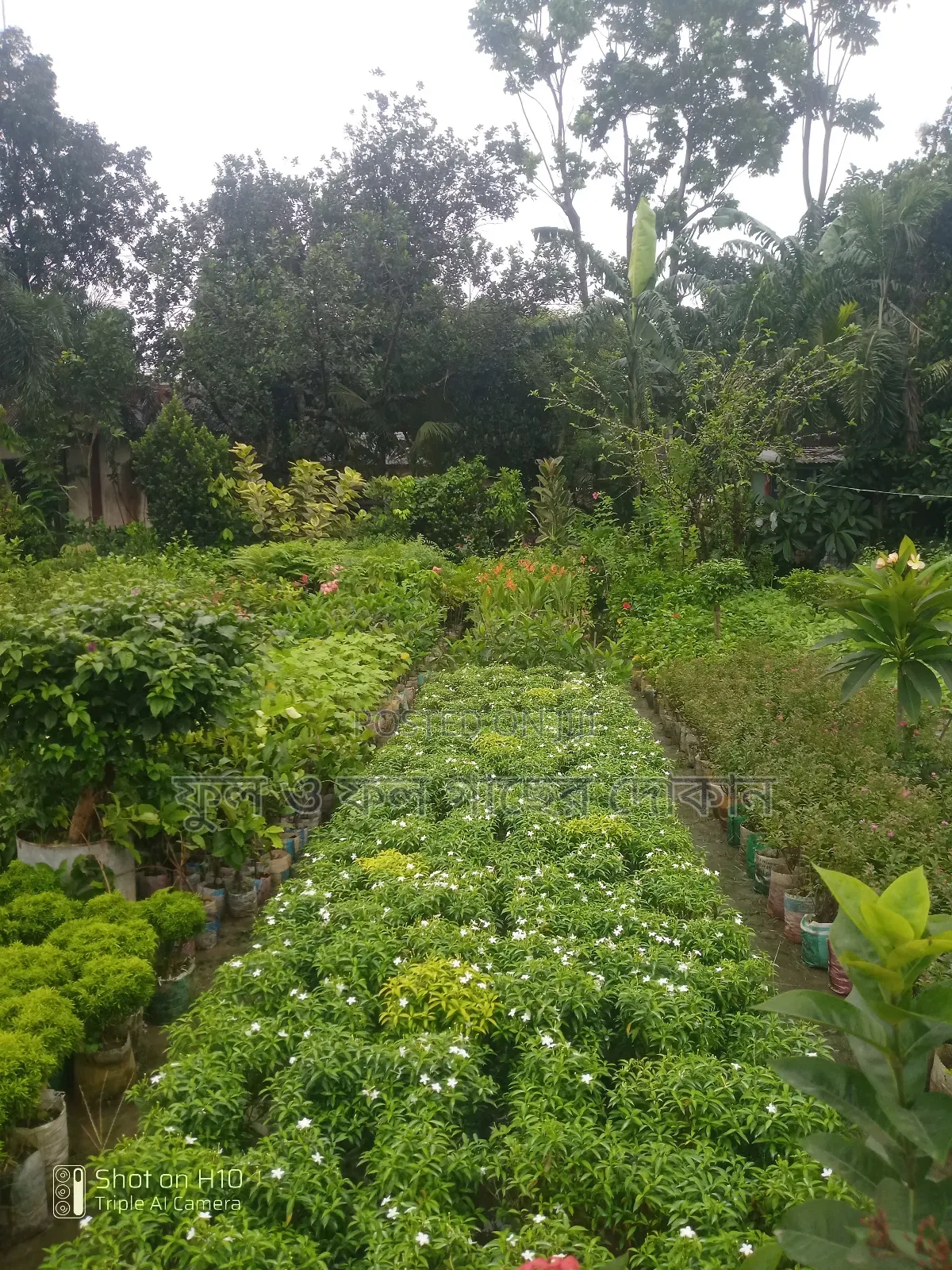 Indoor and Outdoor Plants Available with Home Delivery