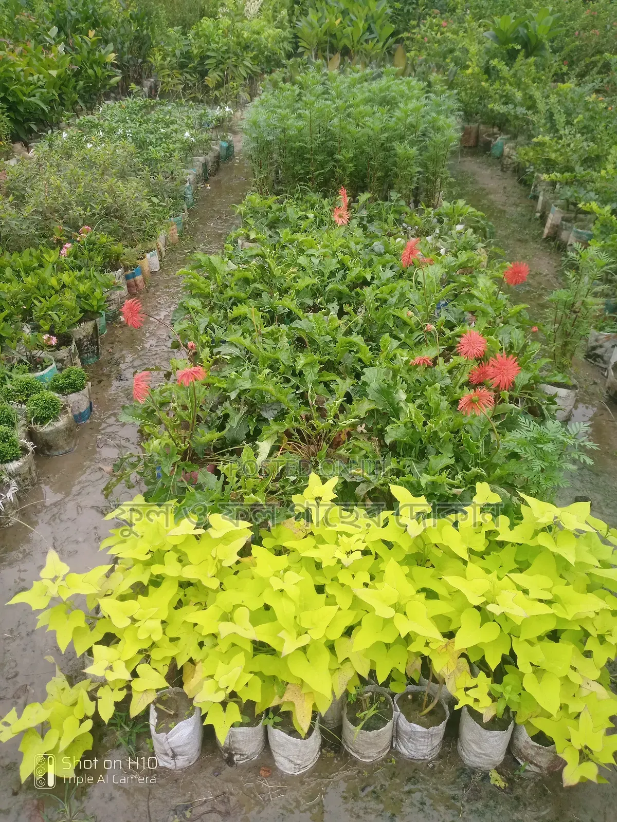 Indoor and Outdoor Plants Available with Home Delivery