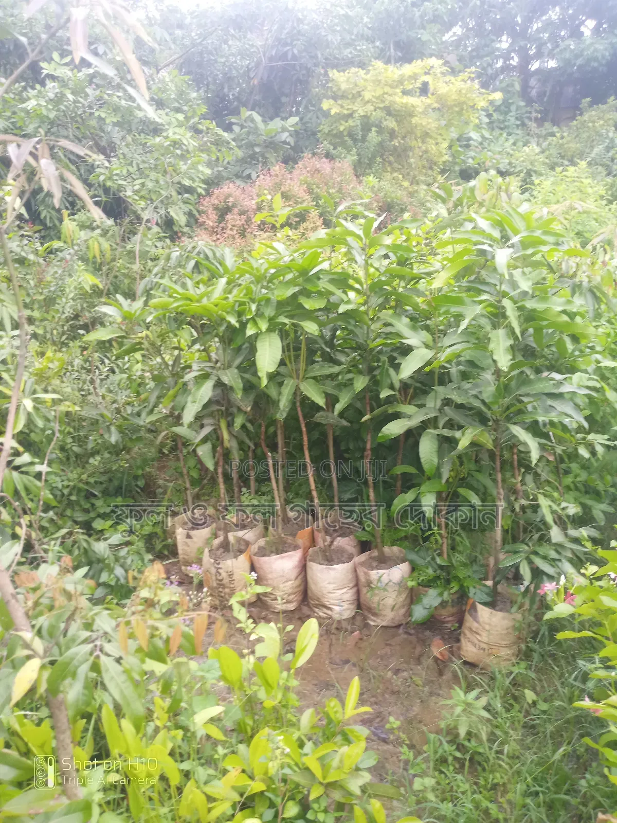 Indoor and Outdoor Plants Available with Home Delivery