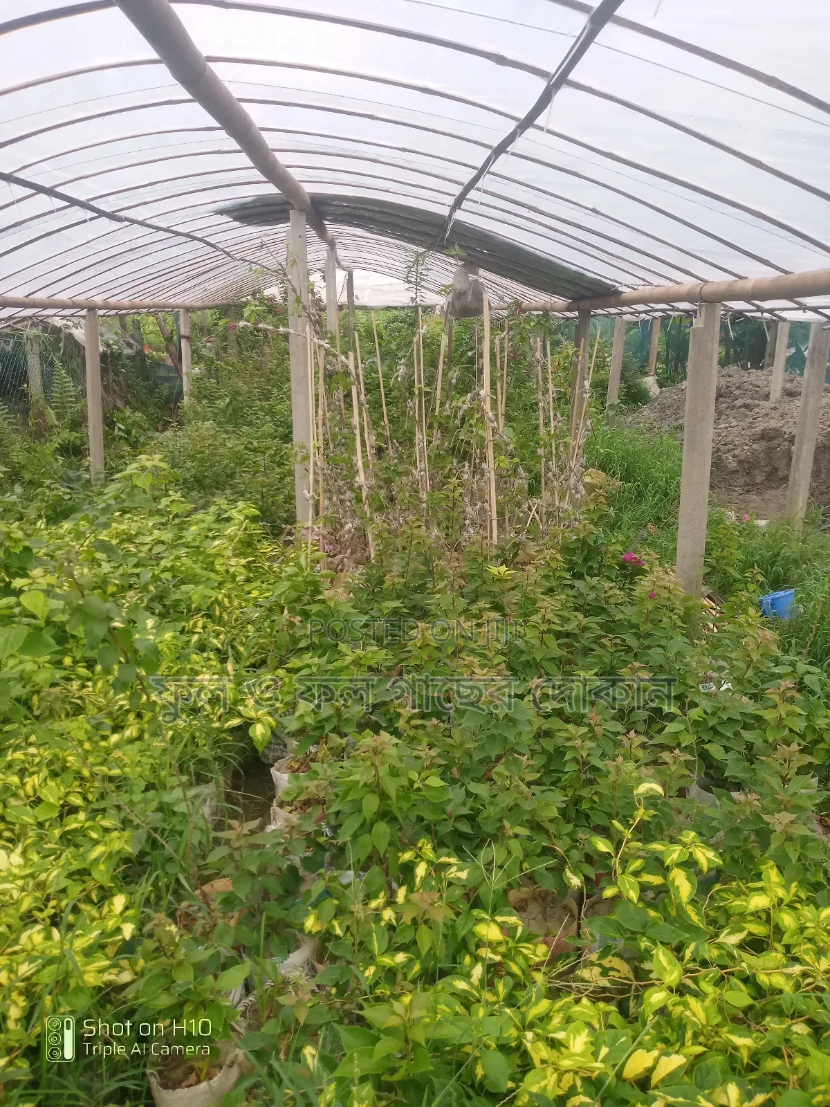 Indoor and Outdoor Plants Available with Home Delivery