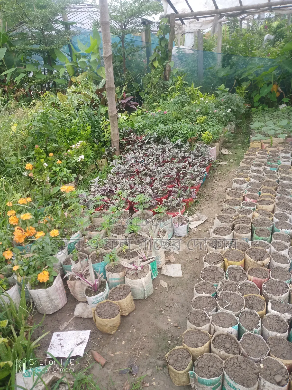Indoor and Outdoor Plants Available with Home Delivery