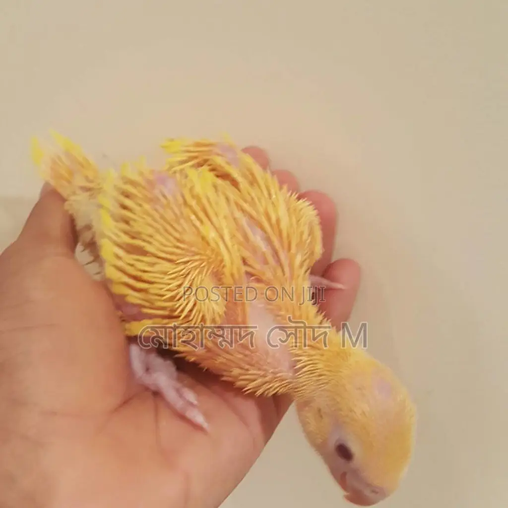 Ringneck Baby Bird 12000