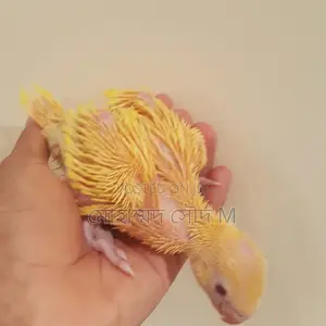 Ringneck Baby Bird 12000