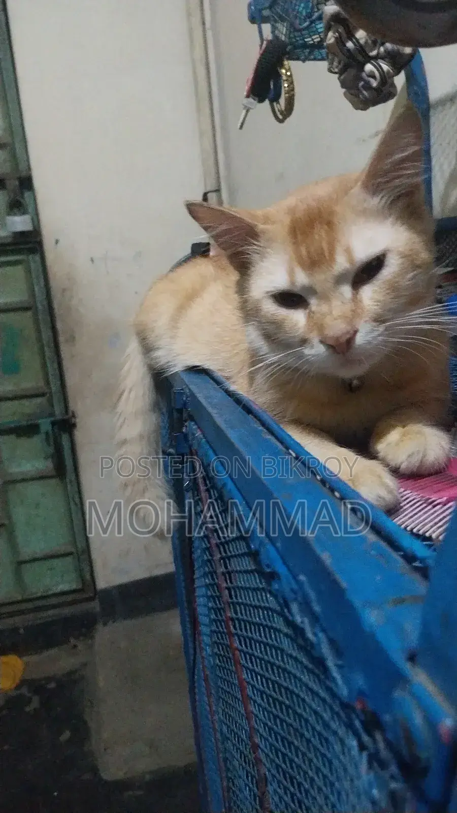 1+ Year Male Mixed Breed Persian
