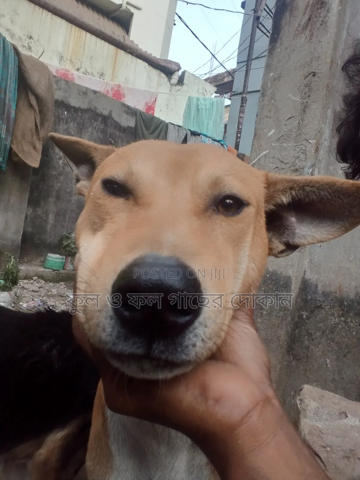 1+ Year Male Purebred Dog