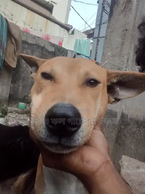 ১+ বছরের পুরুষ বিশুদ্ধ জাতের কুকুর