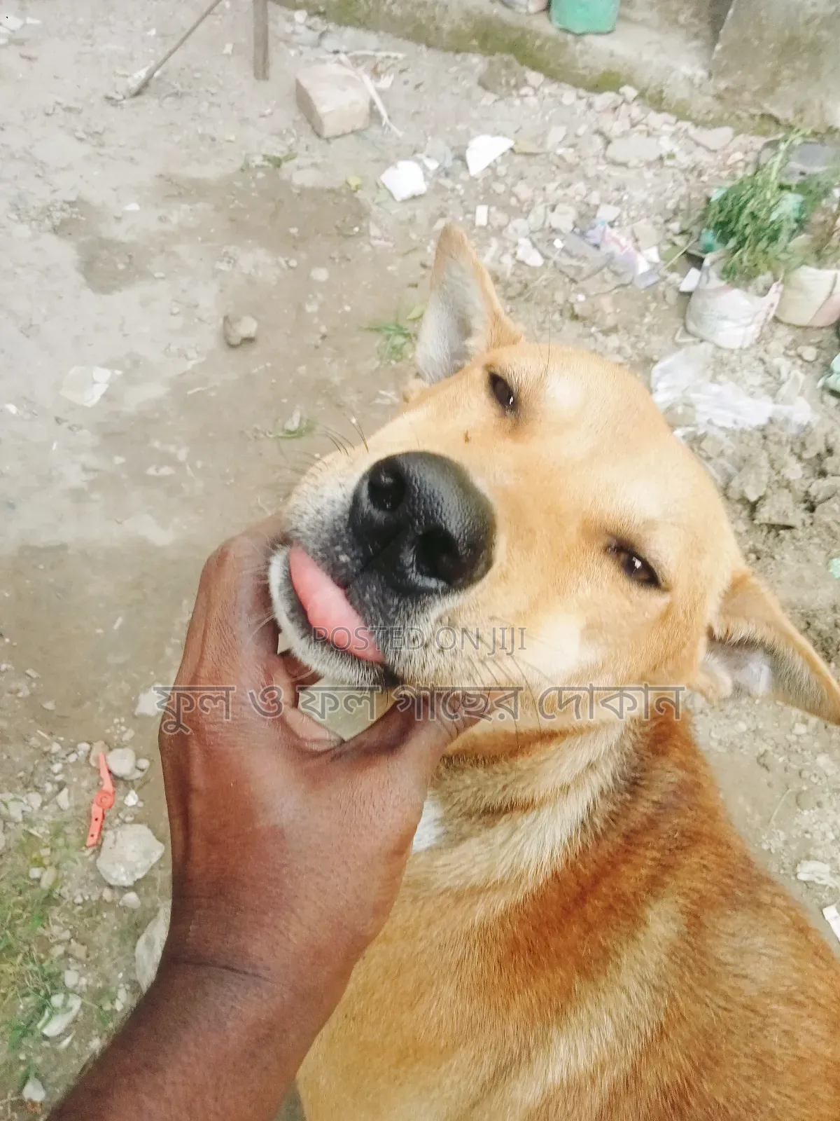 1+ Year Male Purebred Dog