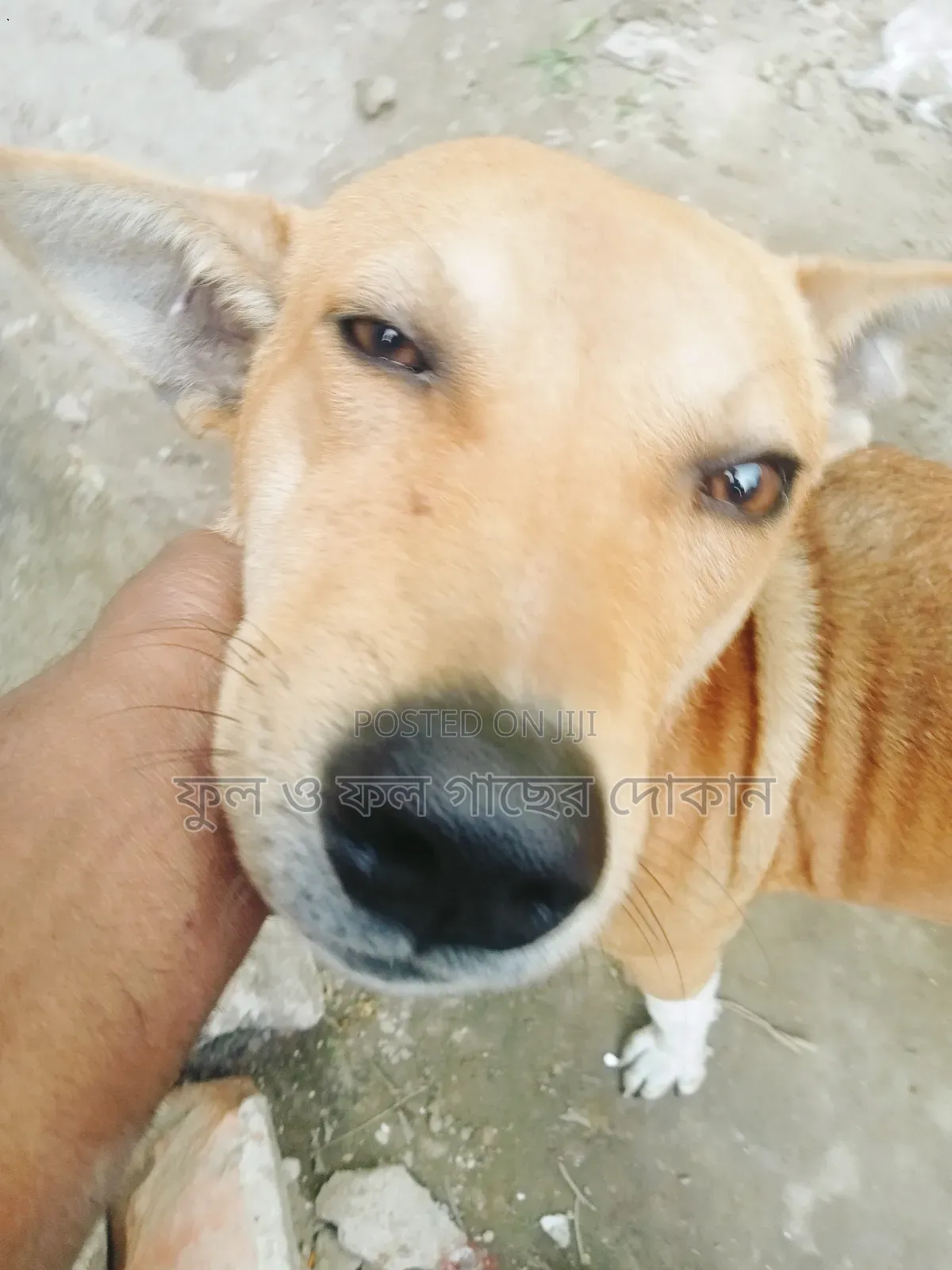 1+ Year Male Purebred Dog