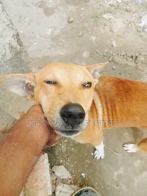 1+ Year Male Purebred Dog