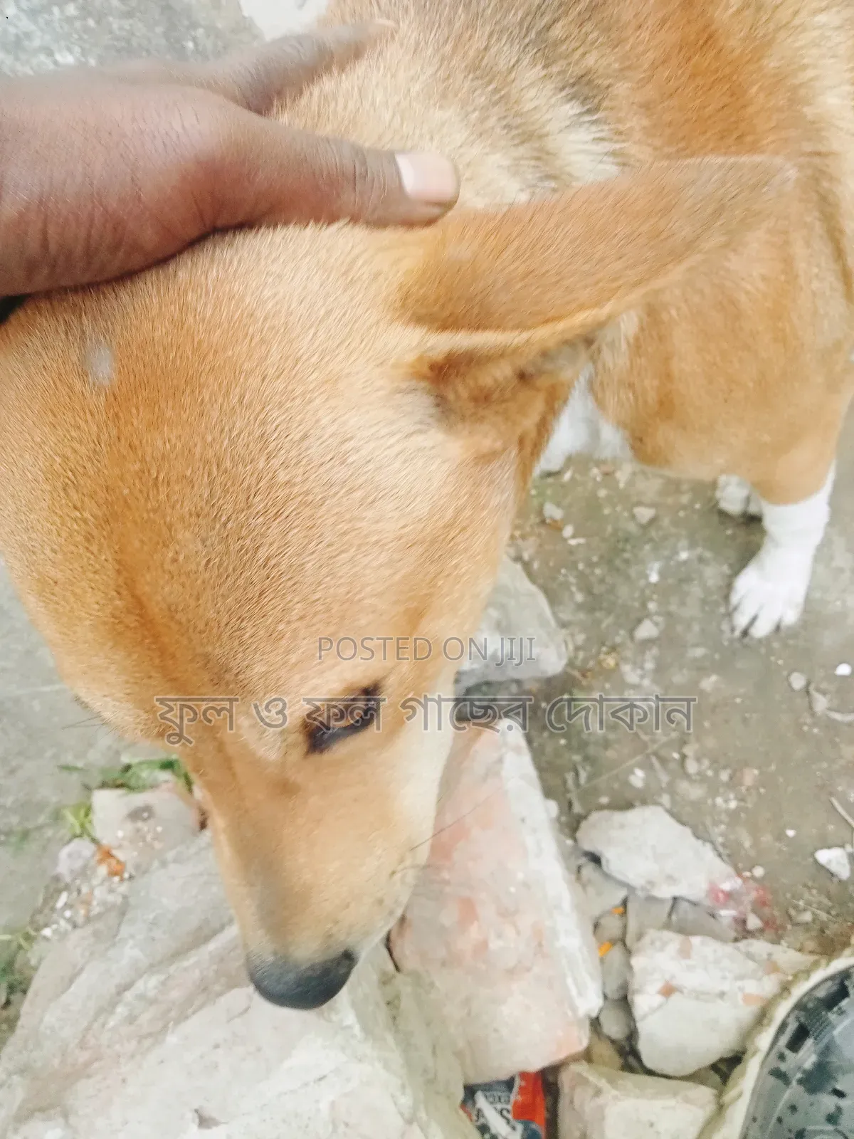 1+ Year Male Purebred Dog