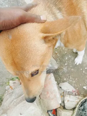 1+ Year Male Purebred Dog