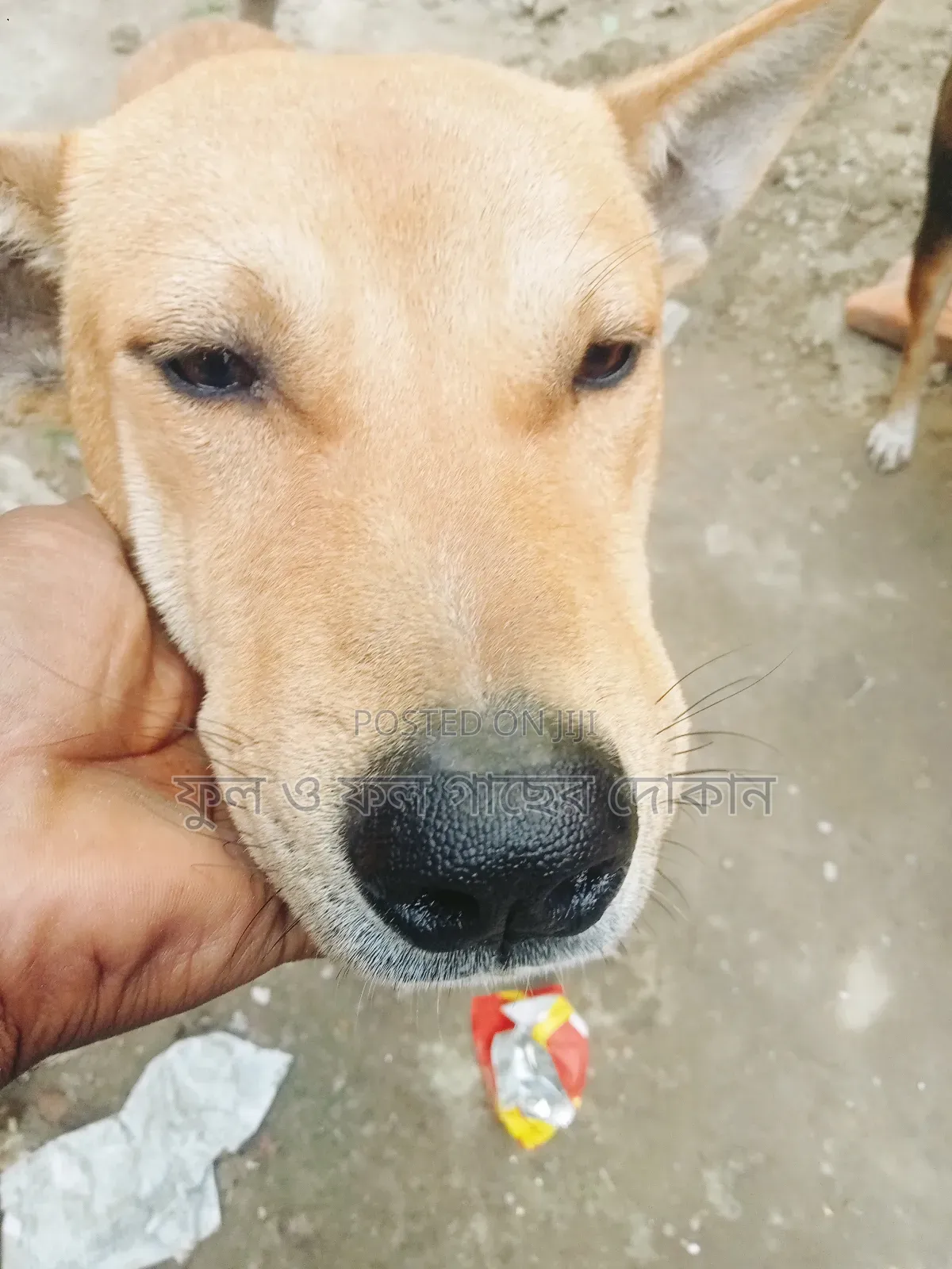 1+ Year Male Purebred Dog